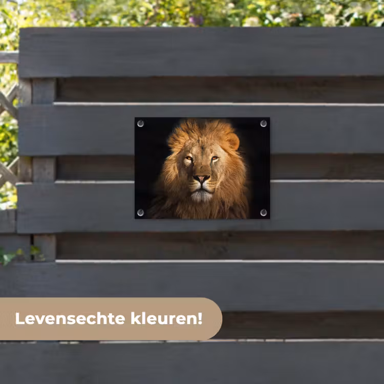 Tuinposter - Leeuw - Dieren - Zwart - Licht - Bruin - Portret — 6