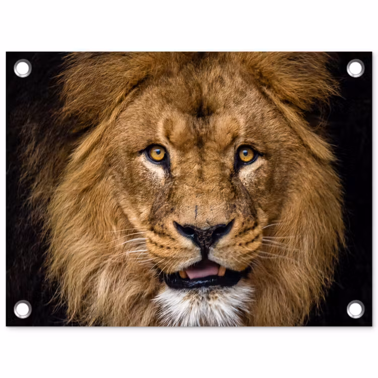 Tuinposter - Leeuw - Portret - Zwart - Dieren — 1