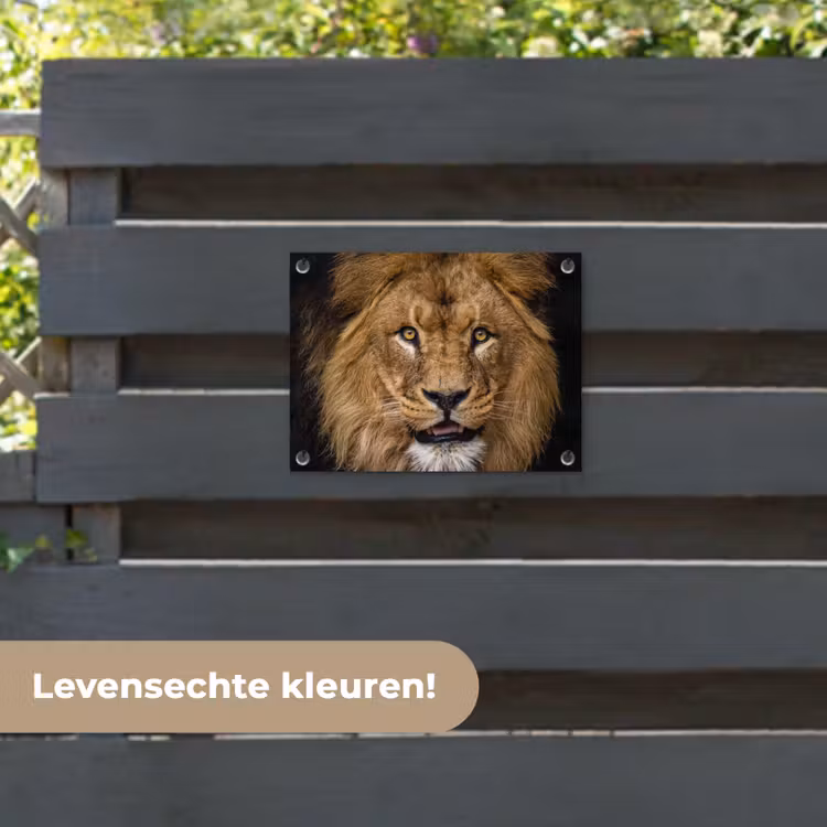 Tuinposter - Leeuw - Portret - Zwart - Dieren — 6