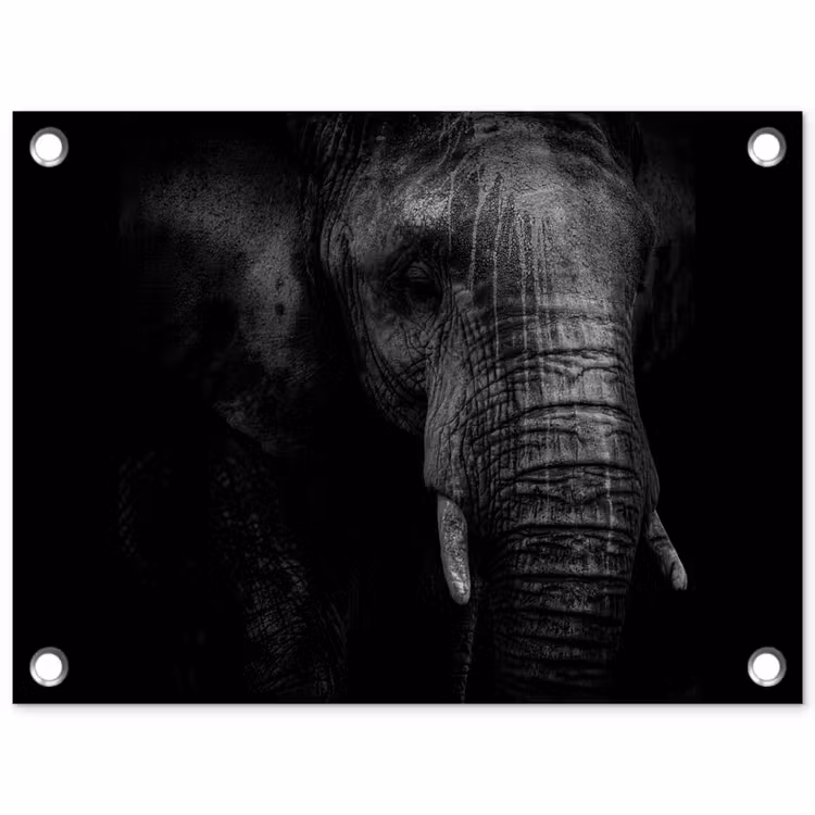 Tuinposter - Olifant - Dier - Portret — 1