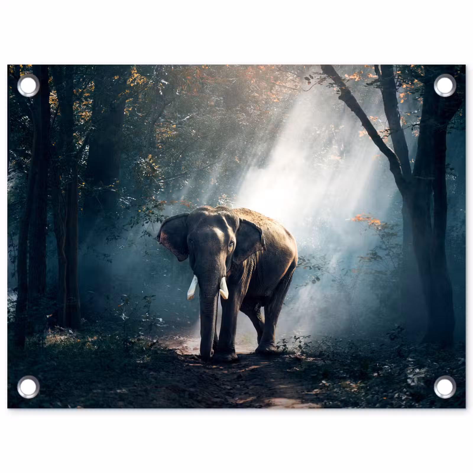 Tuinposter - Olifant - Dieren - Licht - Bos - Natuur - Wilde dieren — 1