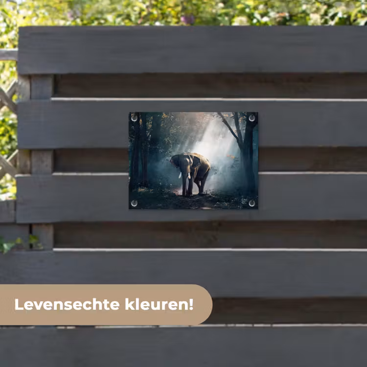 Tuinposter - Olifant - Dieren - Licht - Bos - Natuur - Wilde dieren — 6