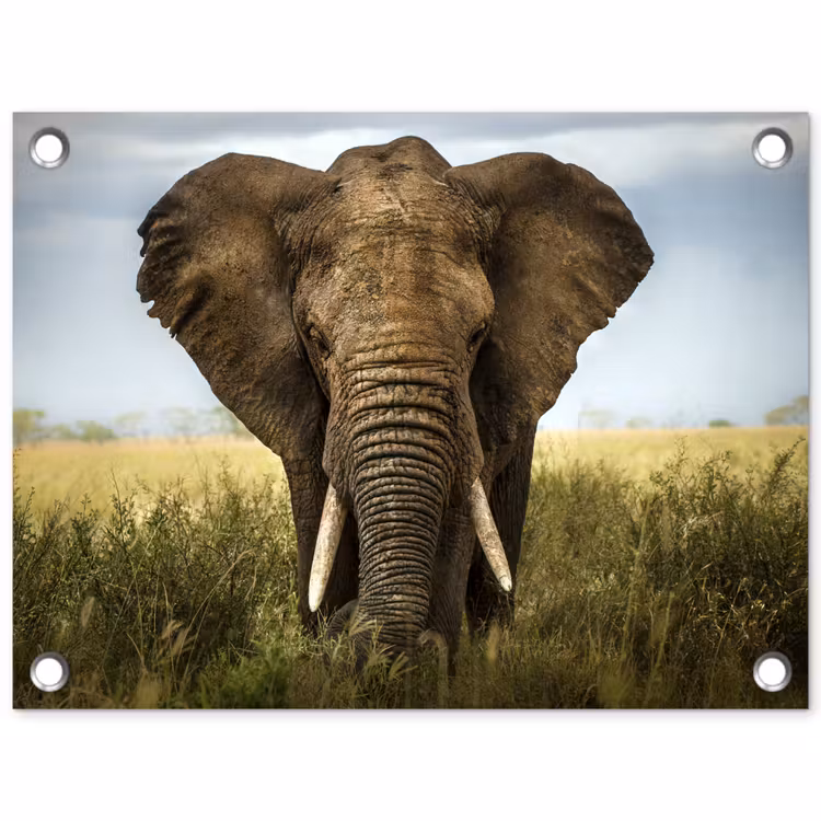 Tuinposter - Olifant - Natuur - Gras - Dieren - Landschap — 1