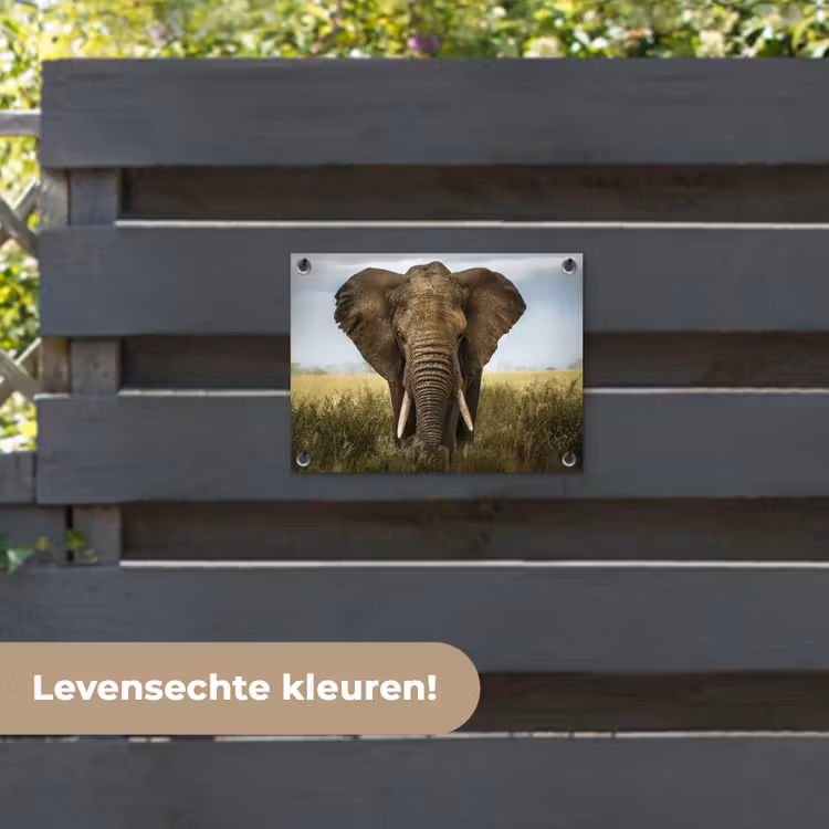 Tuinposter - Olifant - Natuur - Gras - Dieren - Landschap — 6