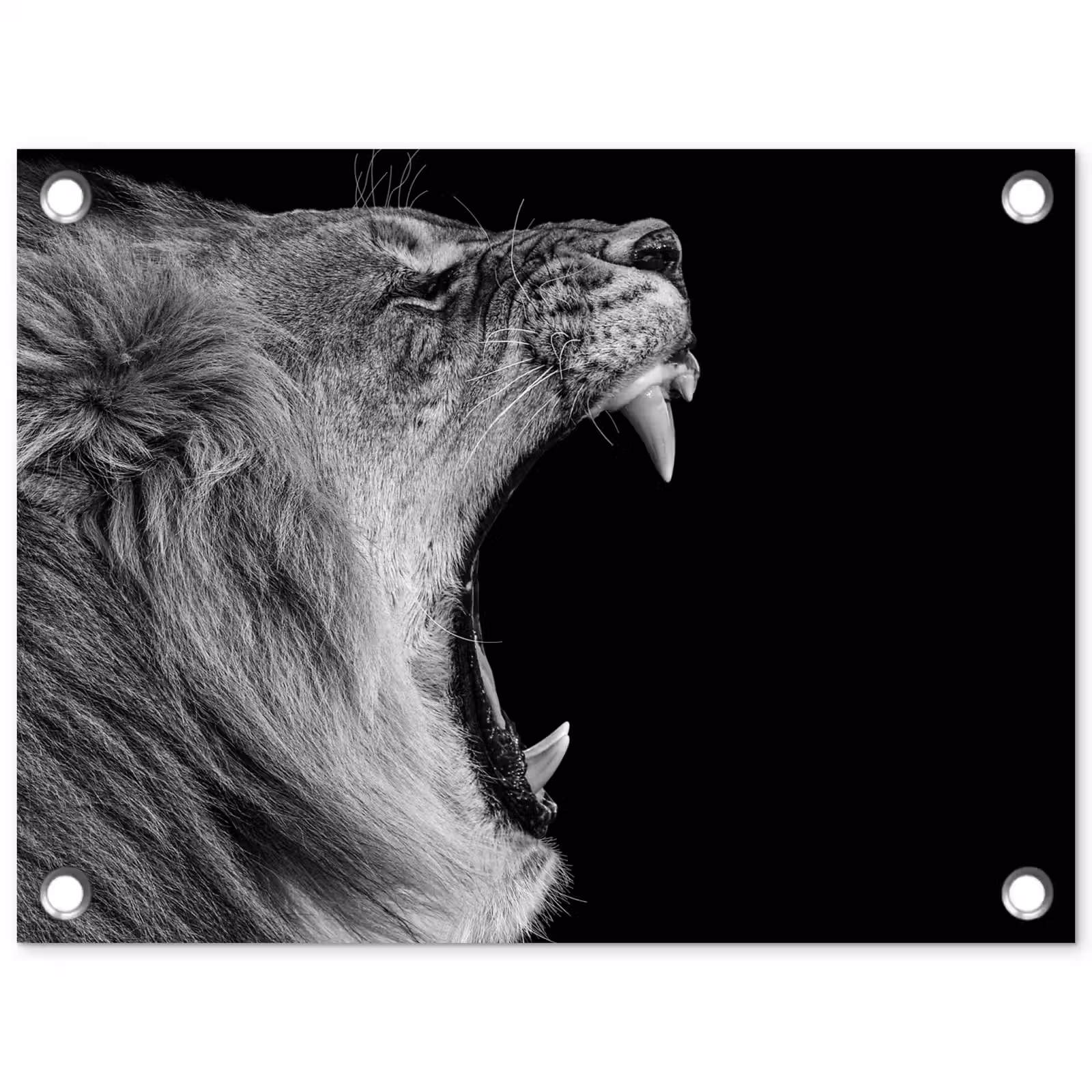 Tuinposter - Dieren - Leeuw - Zwart - Wit - Portret — 1