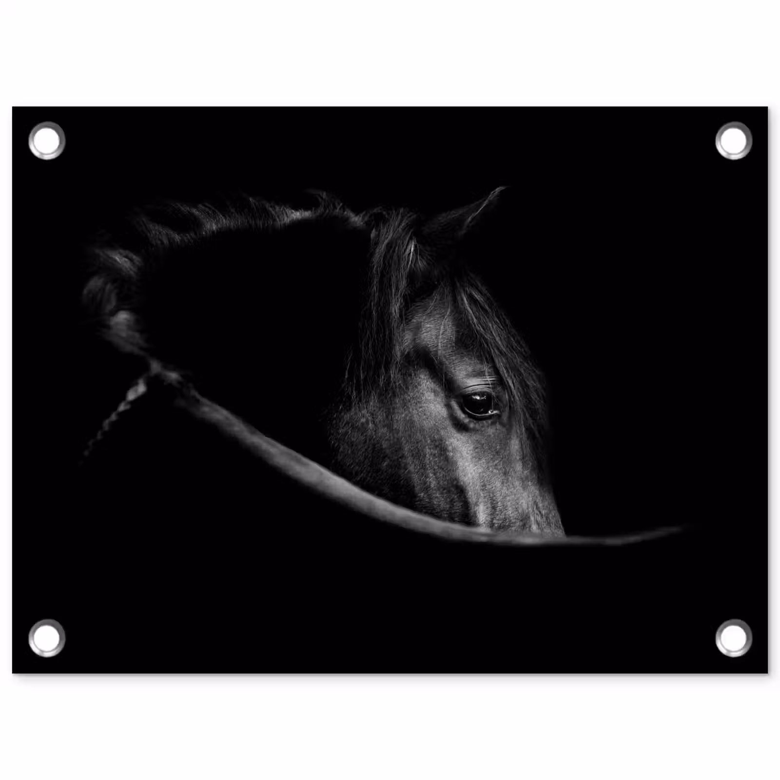 Tuinposter - Paarden - Portret - Zwart - Dieren — 1