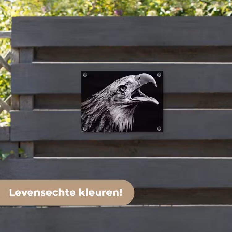 Tuinposter - Adelaar - Portret - Roofvogels - Zwart - Wit - Vogel — 6