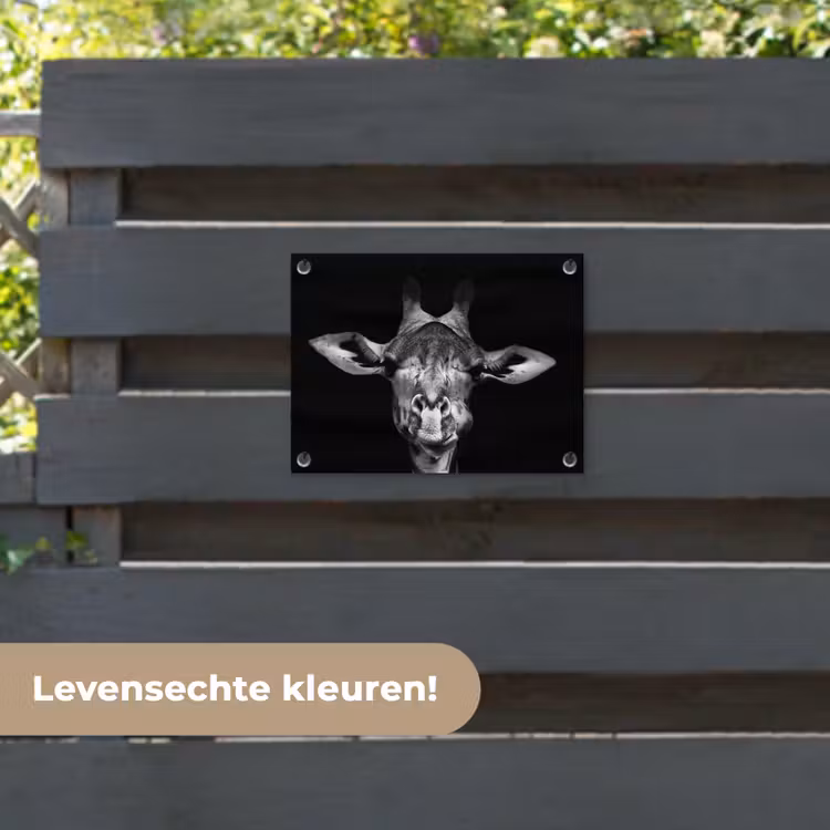 Tuinposter - Giraffe - Portret - Dieren - Zwart - Wit — 6