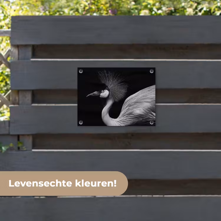 Tuinposter - Kraanvogel - Zwart - Wit - Vogel - Dieren — 6