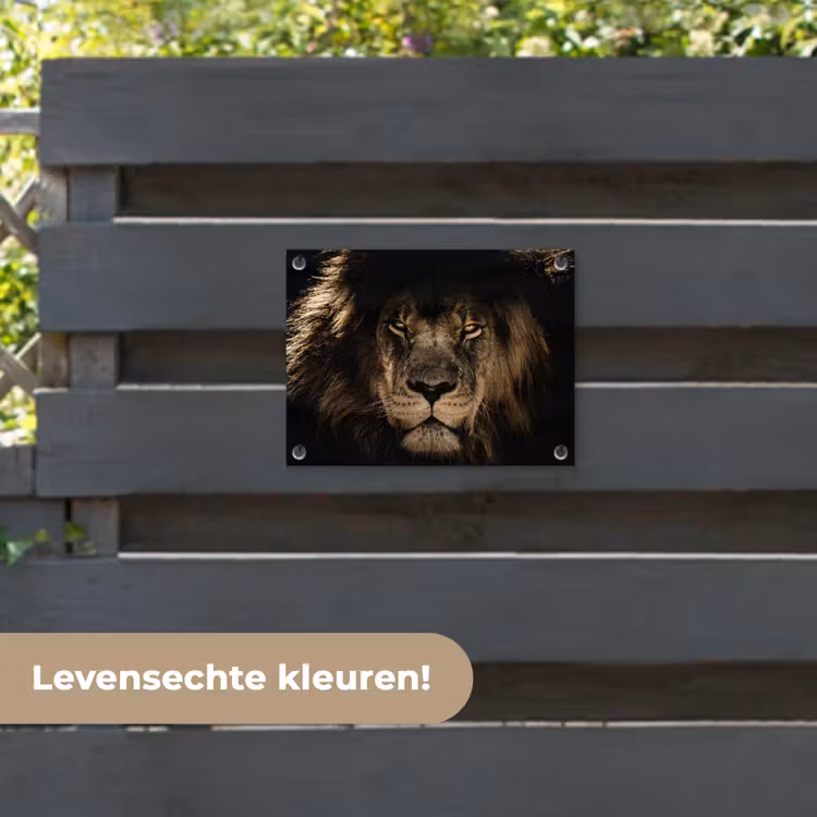 Tuinposter - Leeuw - Dieren - Zwart - Portret — 6
