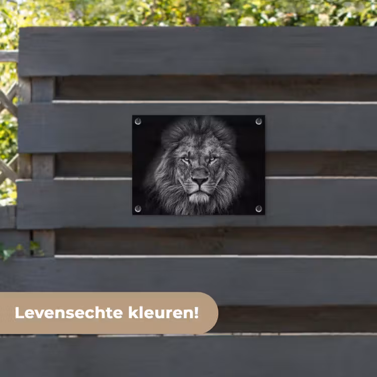 Tuinposter - Leeuw - Dieren - Zwart - Wit — 6
