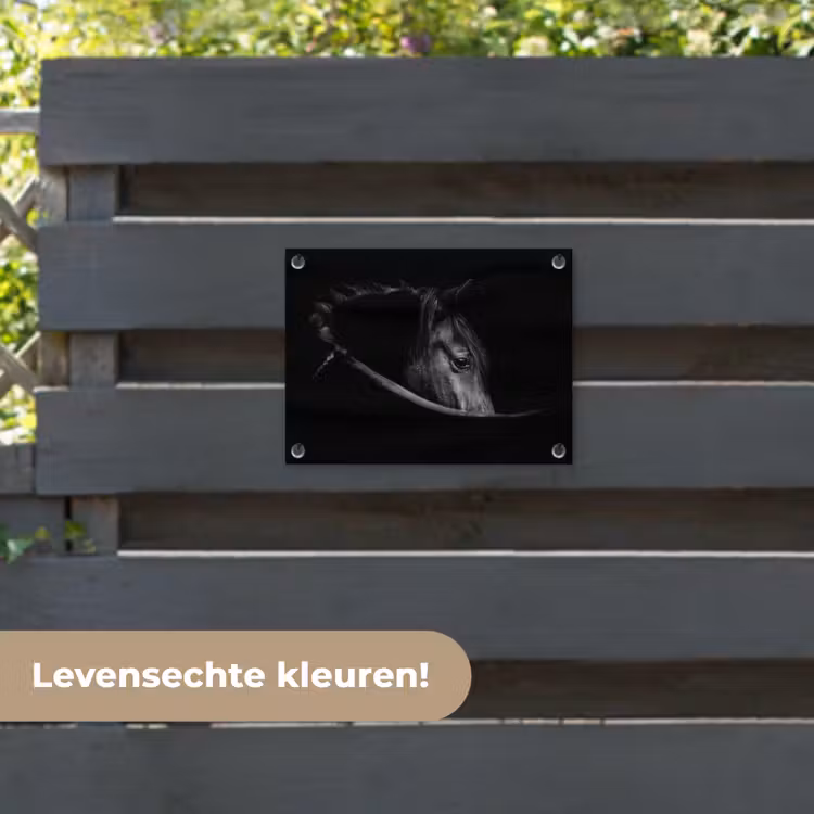Tuinposter - Paarden - Portret - Zwart - Dieren — 6