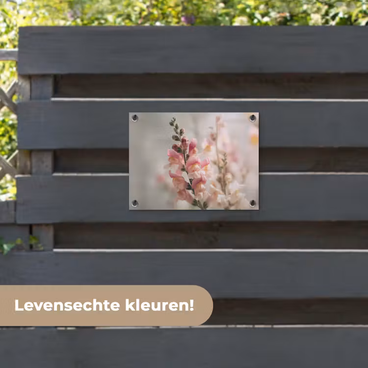 Tuinposter - Bloem - Leeuwenbek - Roze - Stengel — 6