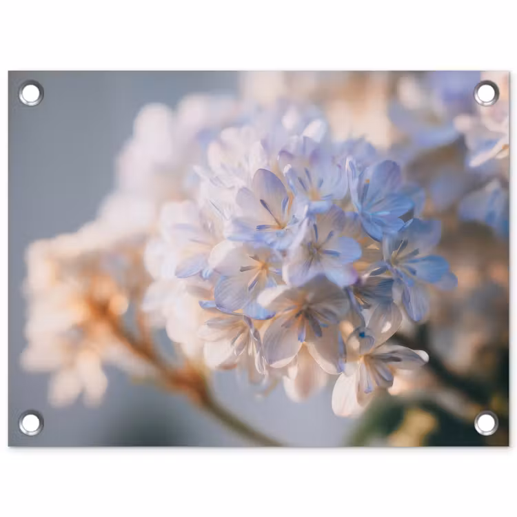 Tuinposter - Bloemen - Lichtblauw - Wazig - Trosje — 1