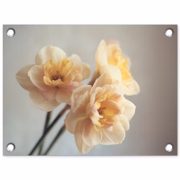Tuinposter - Narcissen - Geel - Bloemblaadjes — 1