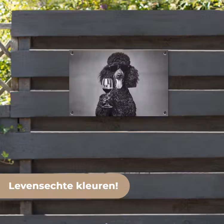 Tuinposter - Hond - Krullen - Zonnebril - Wijn — 6