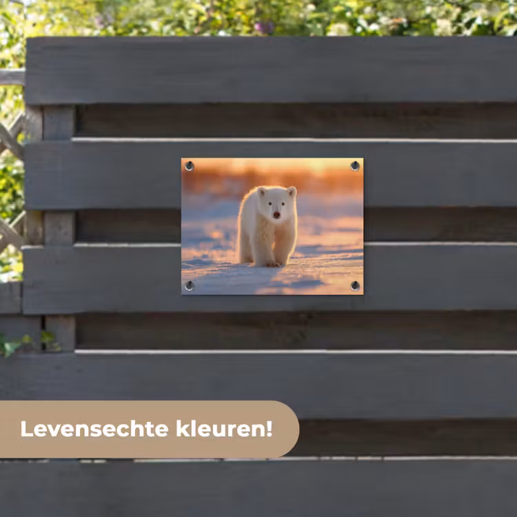 Tuinposter - Ijsbeer - Sneeuw - Zonsopgang — 6