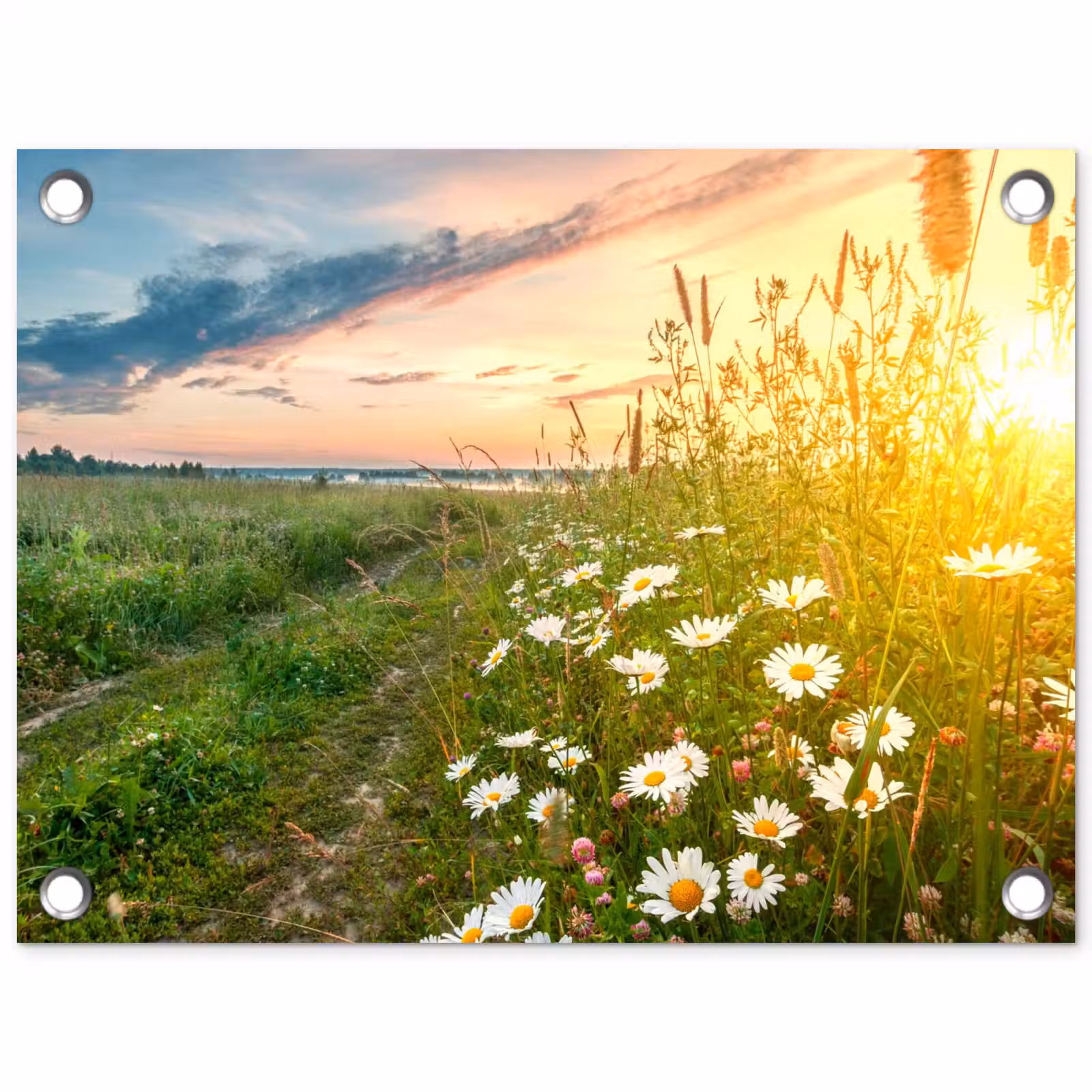 Tuinposter - Bloemen - Madelief - Natuur - Zon - Horizon — 1