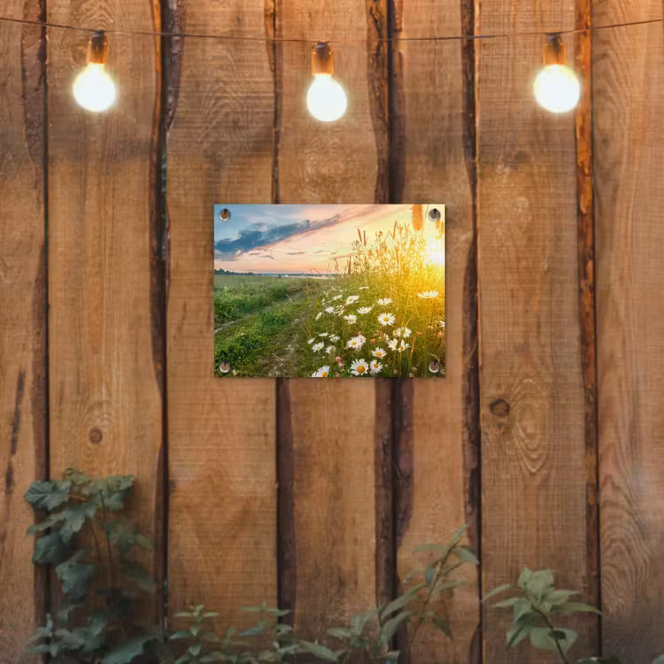 Tuinposter - Bloemen - Madelief - Natuur - Zon - Horizon — 2