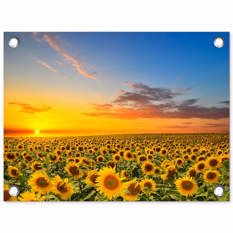 Tuinposter - Bloemen - Zonnebloem - Zonsondergang - Nacht - Oranje — 1