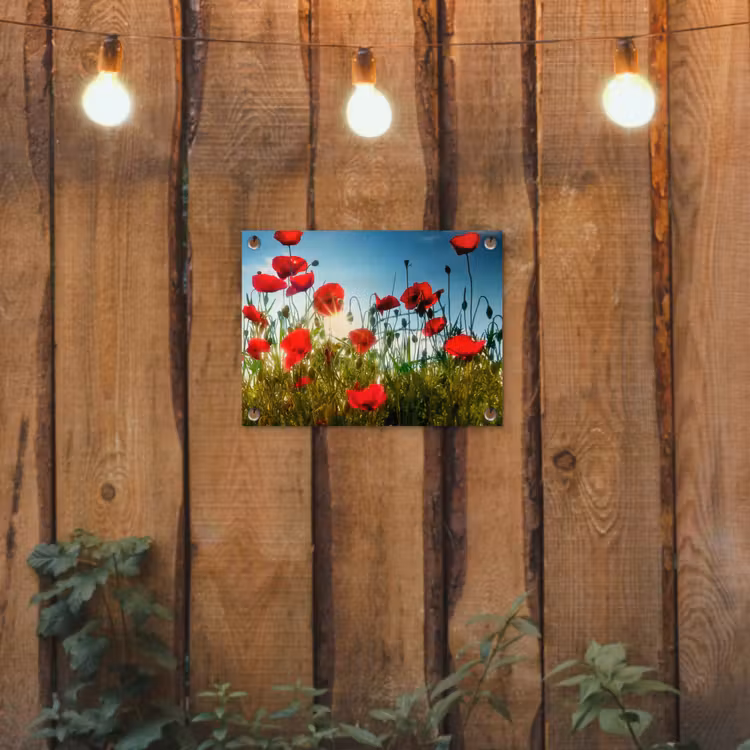 Tuinposter - Klaprozen - Toscane - Zon - Rood - Blauw — 2