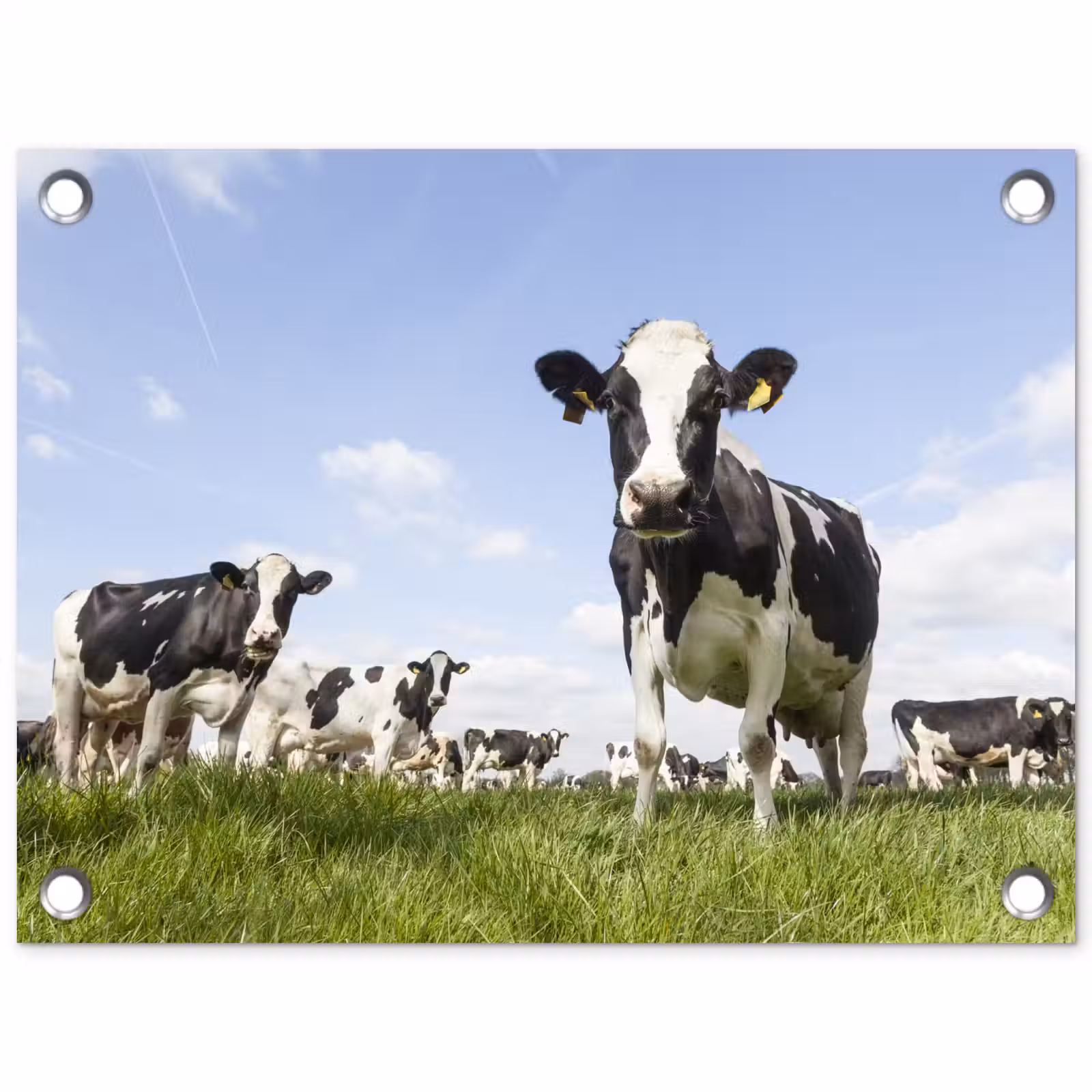 Tuinposter - Koeien - Gras - Dieren - Zon - Boerderij — 1
