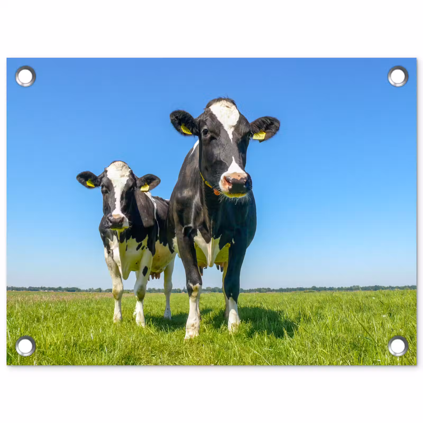 Tuinposter - Koeien - Weiland - Gras - Dieren - Boerderij — 1