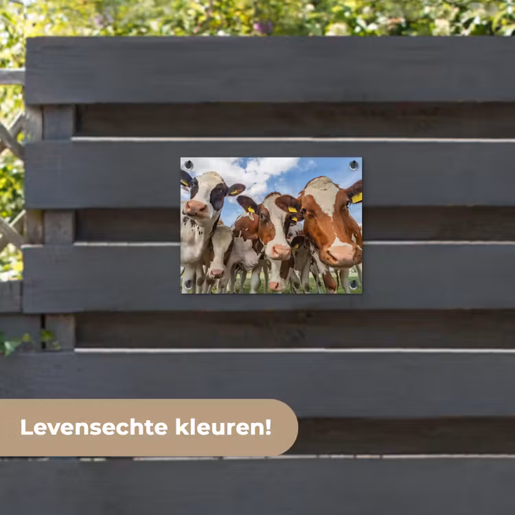 Tuinposter - Koeien - Dieren - Weiland - Natuur — 6