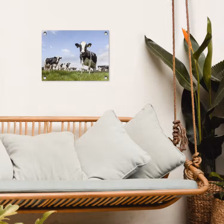 Tuinposter - Koeien - Gras - Dieren - Zon - Boerderij — 4