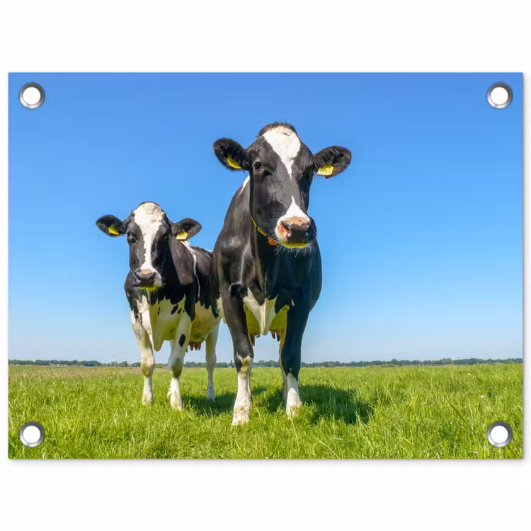 Tuinposter - Koeien - Weiland - Gras - Dieren - Boerderij — 1