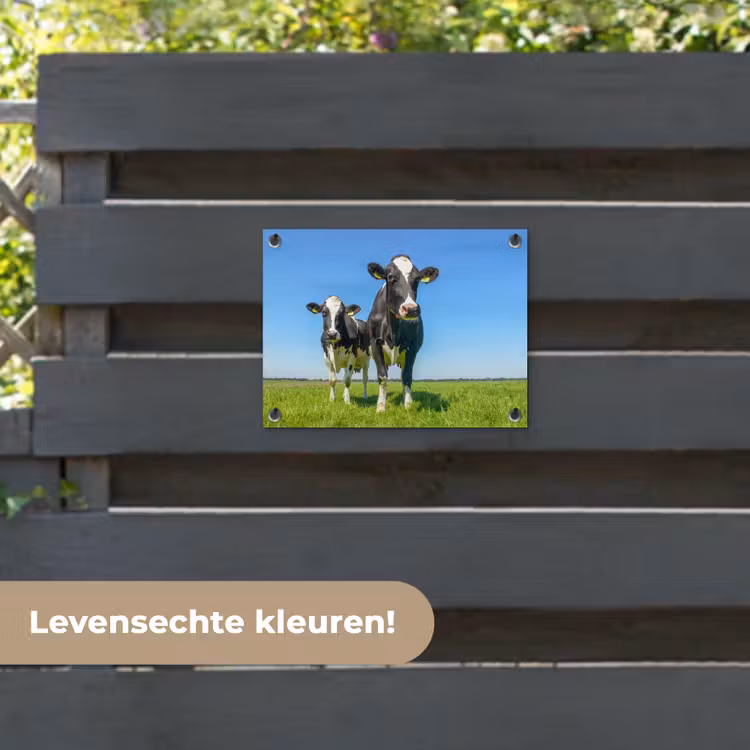Tuinposter - Koeien - Weiland - Gras - Dieren - Boerderij — 6
