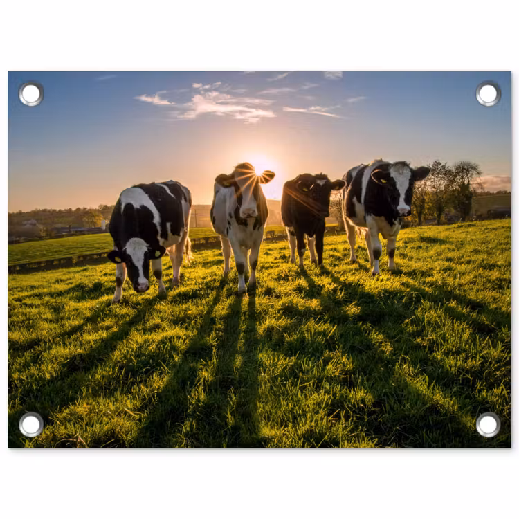 Tuinposter - Koeien - Zon - Gras - Dieren - Boerderij — 1