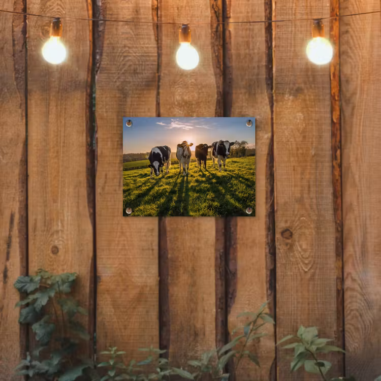 Tuinposter - Koeien - Zon - Gras - Dieren - Boerderij — 3