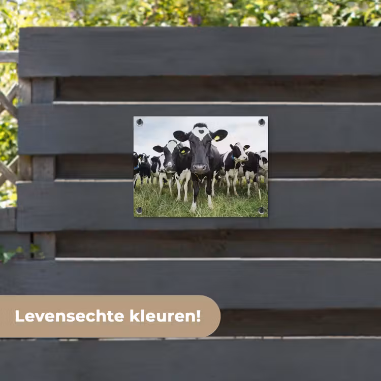 Tuinposter - Koeien - Gras - Lente - Dieren - Weiland - Boerderij — 6