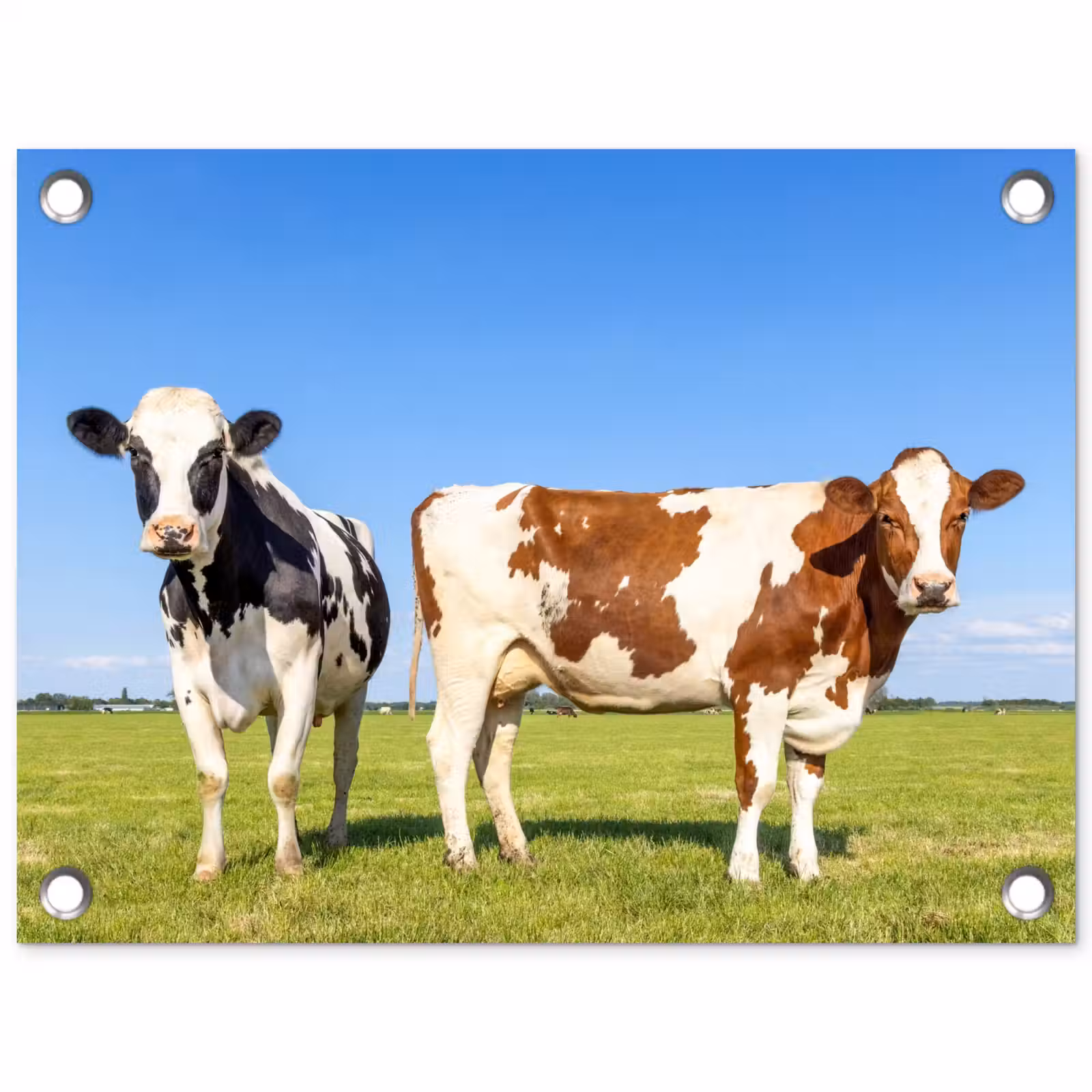 Tuinposter - Koeien - Boerderij - Gras- Natuur - Dieren — 1