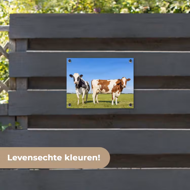 Tuinposter - Koeien - Boerderij - Gras- Natuur - Dieren — 6