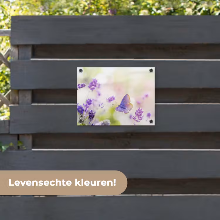 Tuinposter - Lavendel - Vlinder - Bloemen — 6