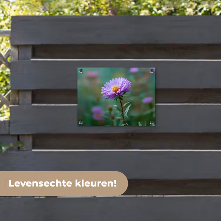 Tuinposter - Aster - Paars - Bloem - Blaadjes — 6