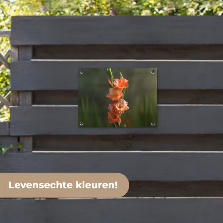 Tuinposter - Bloem - Gladiolen - Zalmroze — 6
