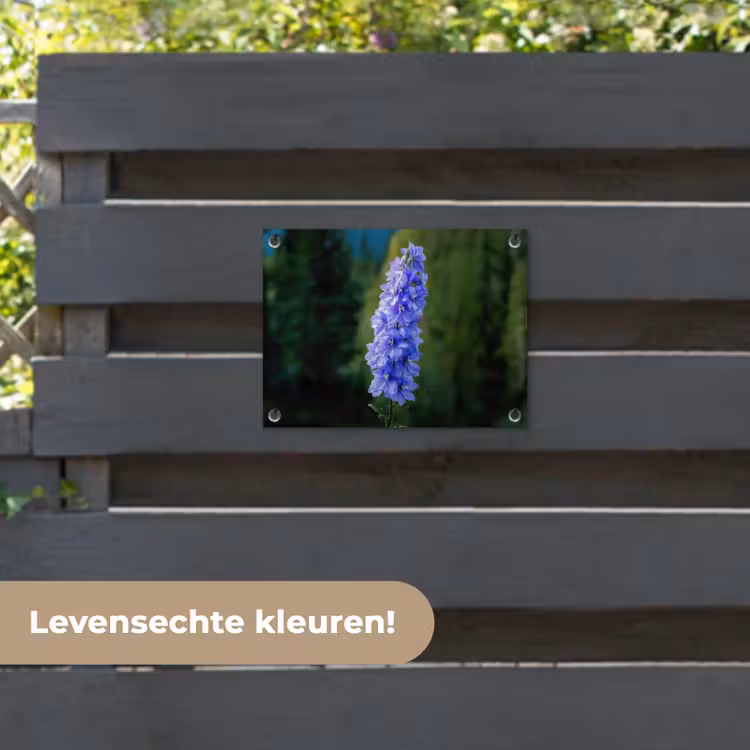 Tuinposter - Bloemen - Blauw - Dennenboom — 6