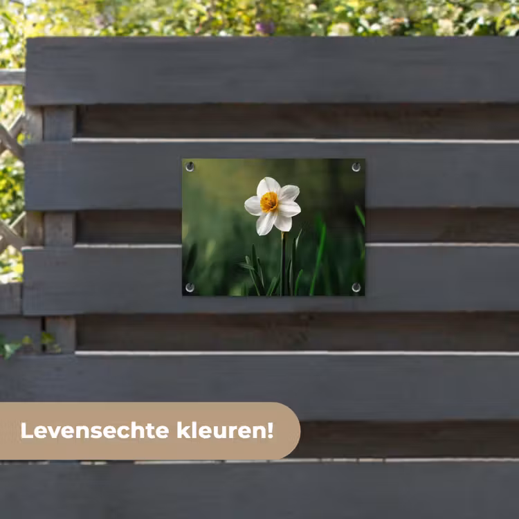 Tuinposter - Narcis - Bloem - Wit - Grassprieten — 6