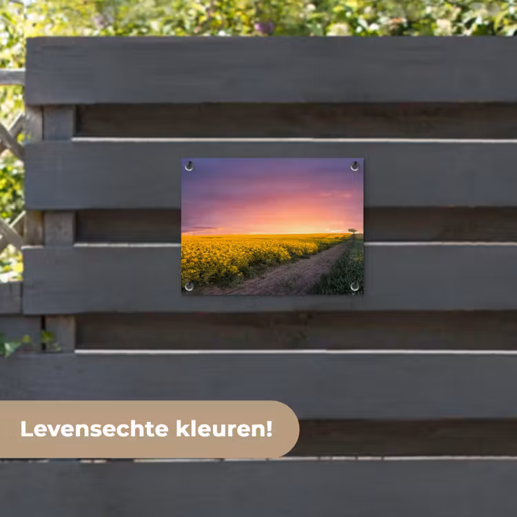Tuinposter - Bloemen - Weg - Lucht - Geel - Paars - Zonsondergang - Natuur — 6