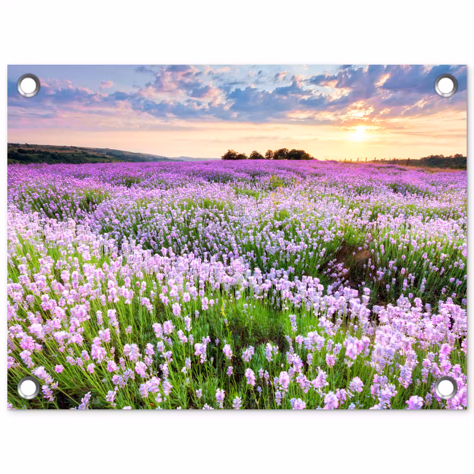 Tuinposter - Lavendel - Bloemen - Zonsondergang - Paars - Weide — 1