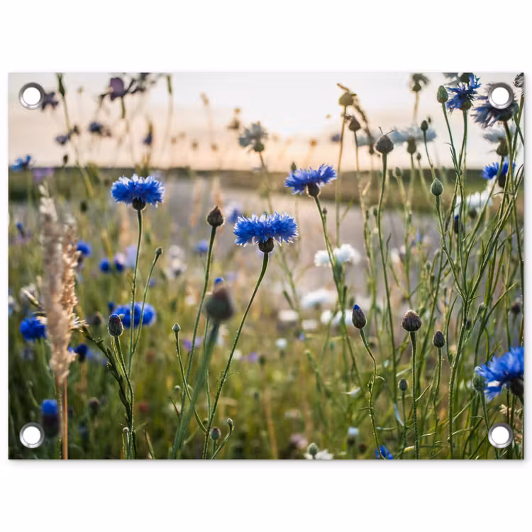 Tuinposter - Bloemen - Zomer - Korenbloem - Blauw - Zon - Wolken — 1