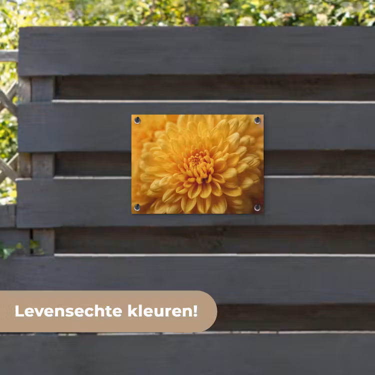 Tuinposter - Geel - Chrysant - Zachtheid — 6