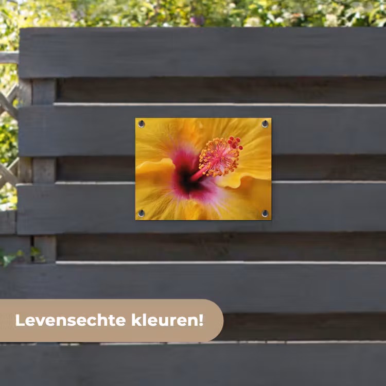 Tuinposter - Geel - Hibiscus - Tropisch — 6