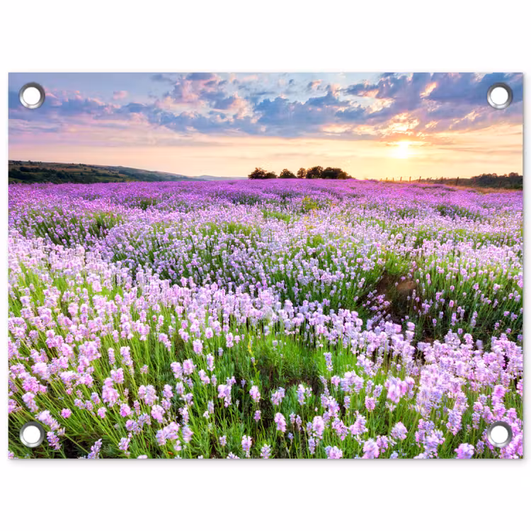 Tuinposter - Lavendel - Bloemen - Zonsondergang - Paars - Weide — 1