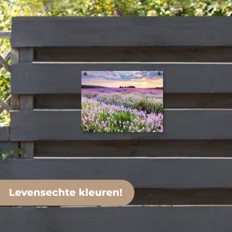 Tuinposter - Lavendel - Bloemen - Zonsondergang - Paars - Weide — 6