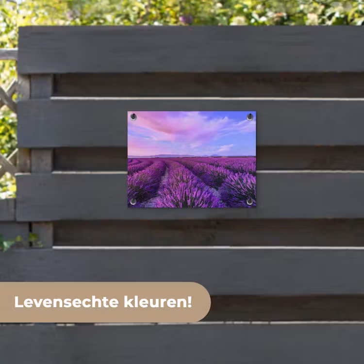Tuinposter - Lavendel - Paars - Bloemen - Natuur — 6