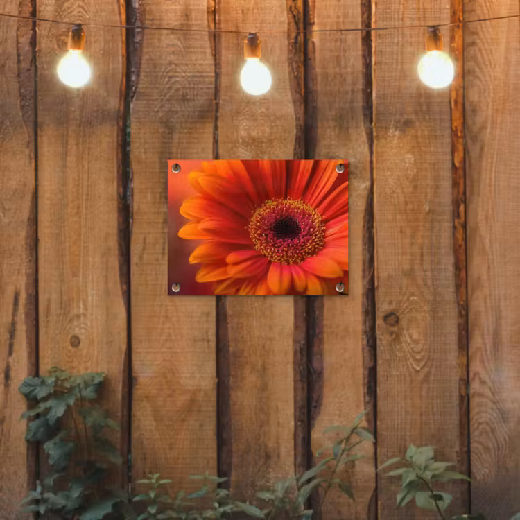 Tuinposter - Oranje - Gerbera - Intens — 3